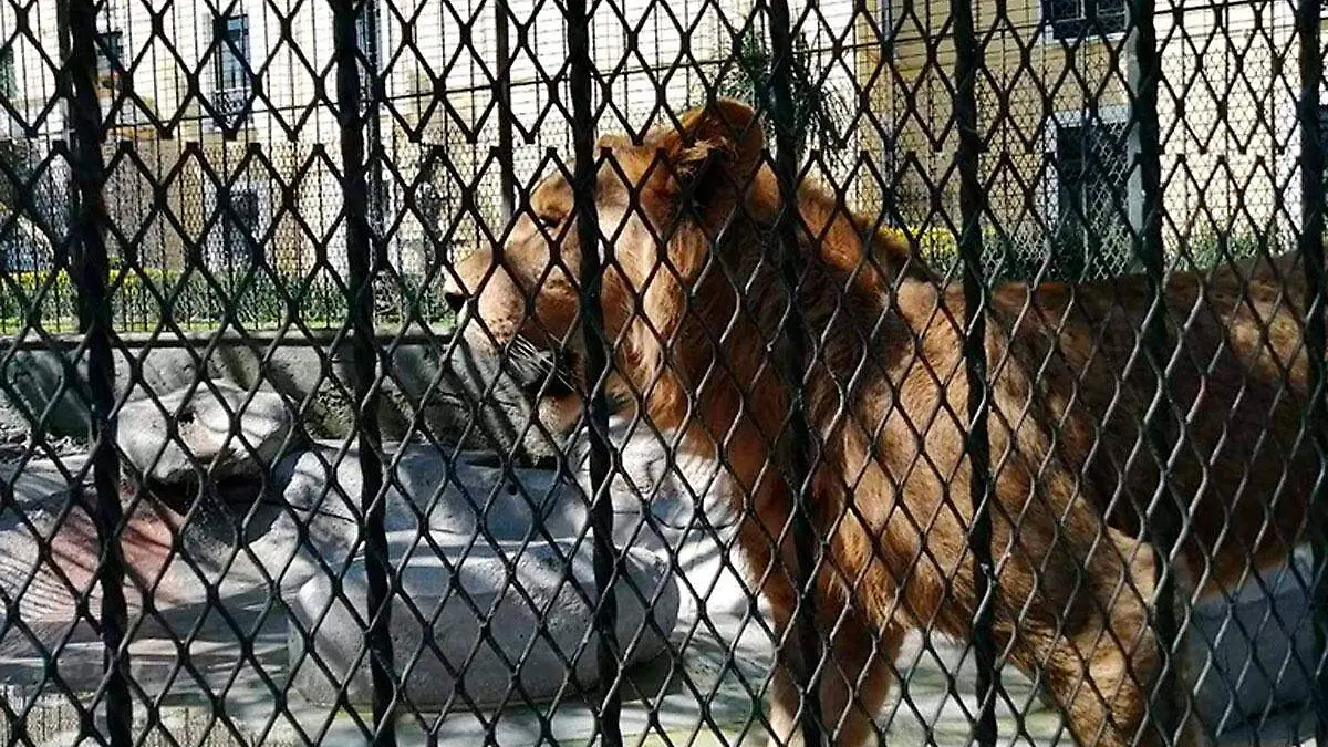 Leones-del-paseo-Rio-Orizaba-2