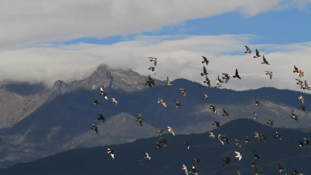 JE Migracion Aves