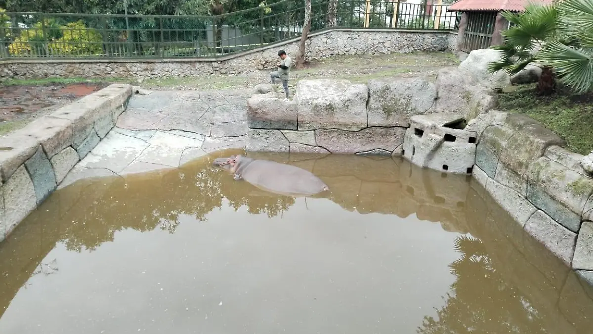 Tyson y Gloria, los simpáticos Hipopótamos de la reserva animal del paseo del Río Orizaba se convirtieron en padres