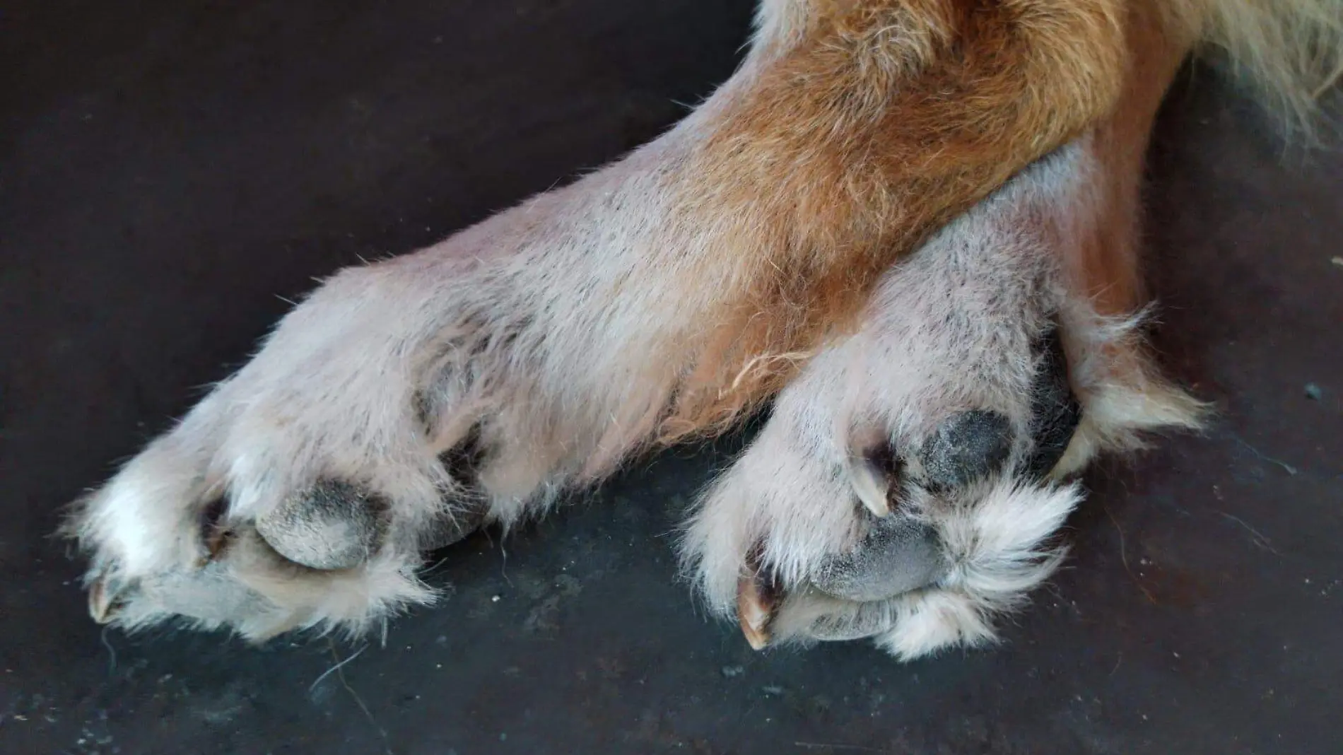 Perros cuidados por ola de calor