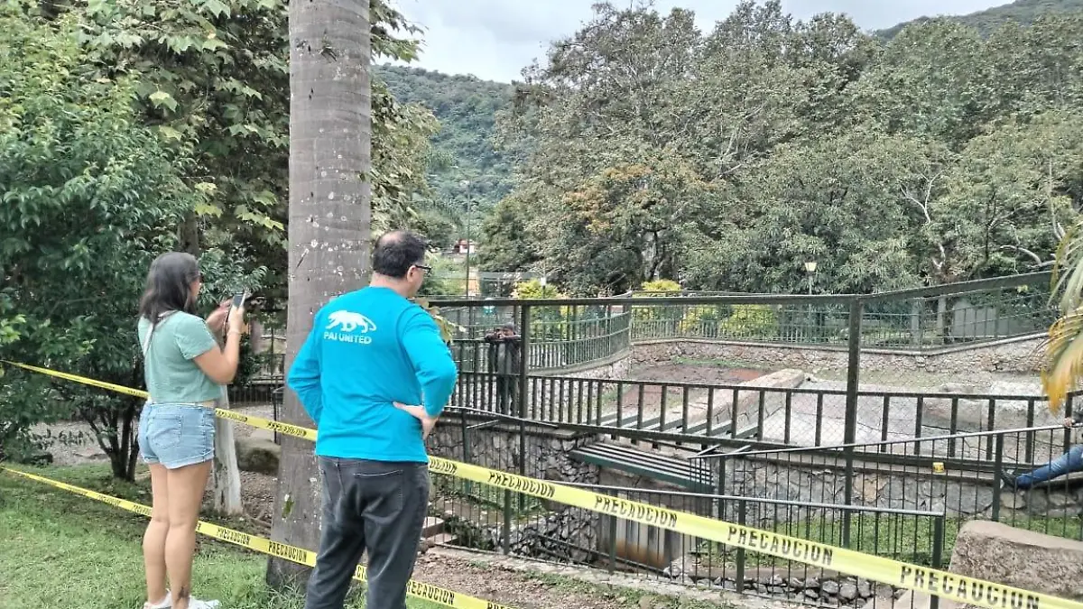 Tyson y Gloria, los simpáticos Hipopótamos de la reserva animal del paseo del Río Orizaba se convirtieron en padres