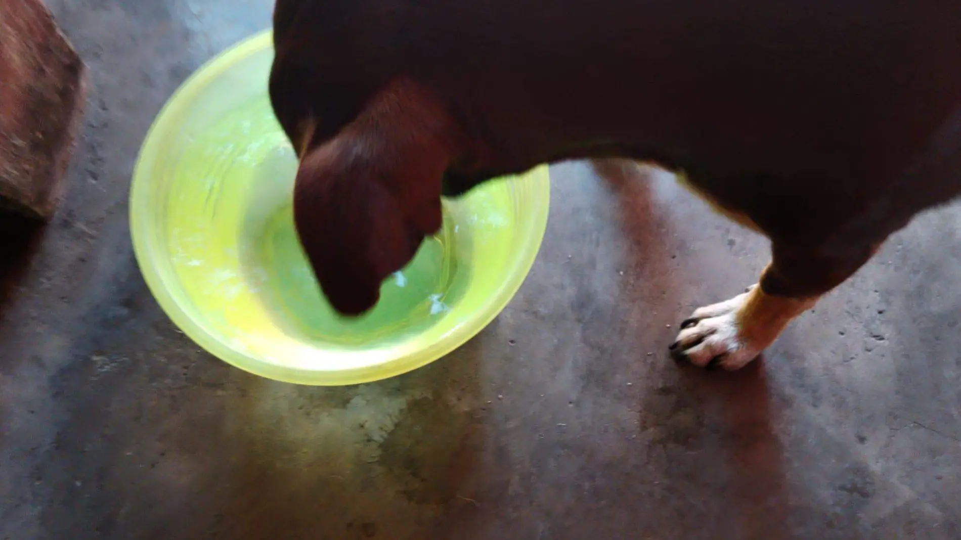 cuidados para perros en calor 