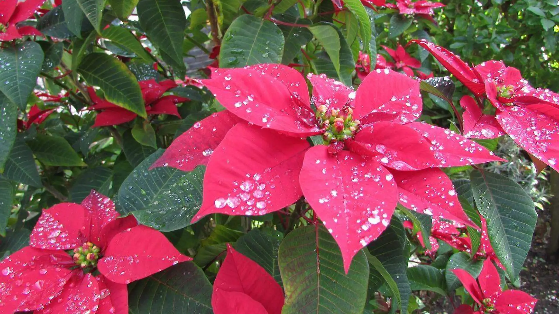 poinsettia-flower-5970575_1280