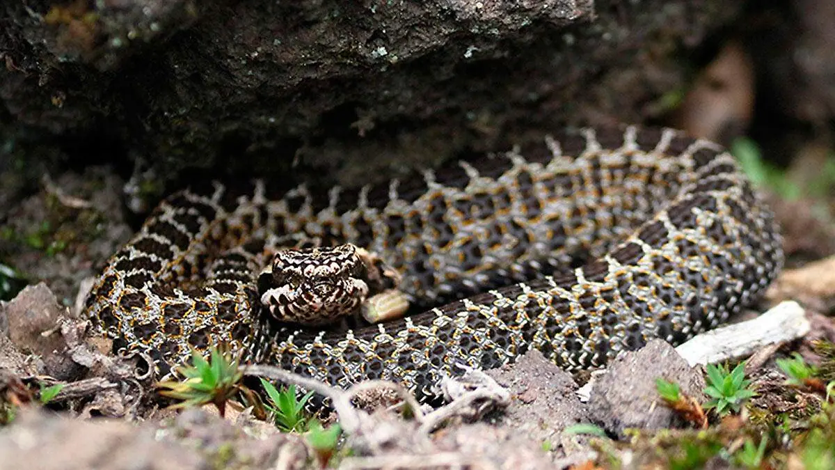 Serpiente-en-Camerino-Z.-Mendoza