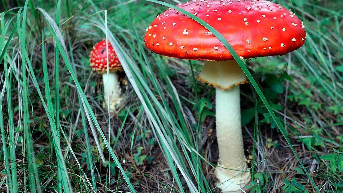 833688_Hongo-Amanita-Muscaria_web