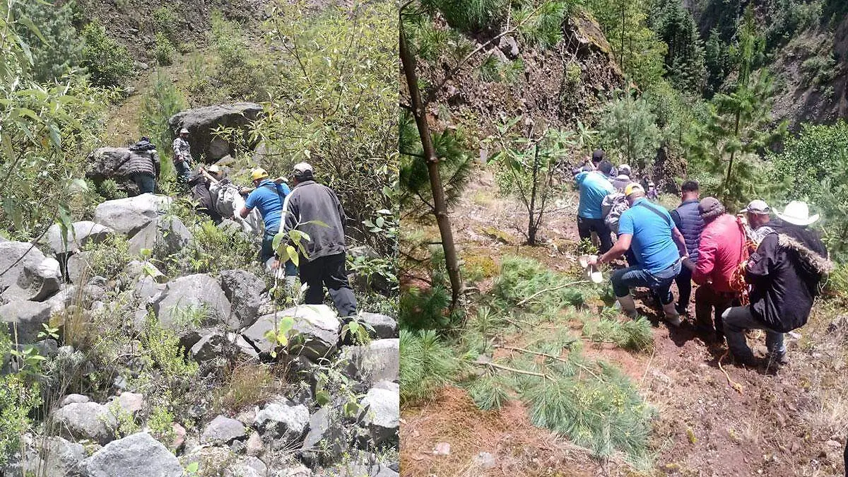 Mueren-dos-hombres-talando-un-arbol-en-la-region-de-Orizaba