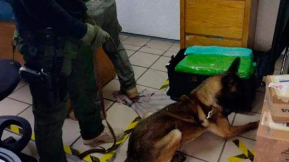 Canino-policía-marihuana