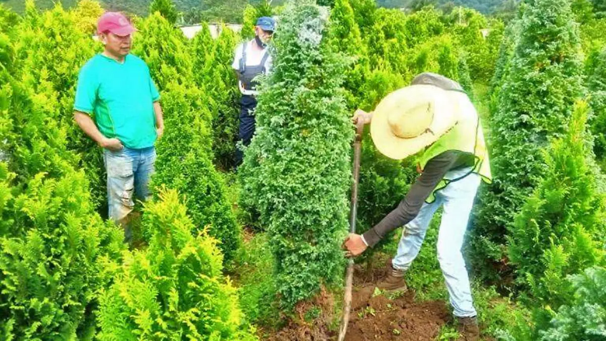 Pinos