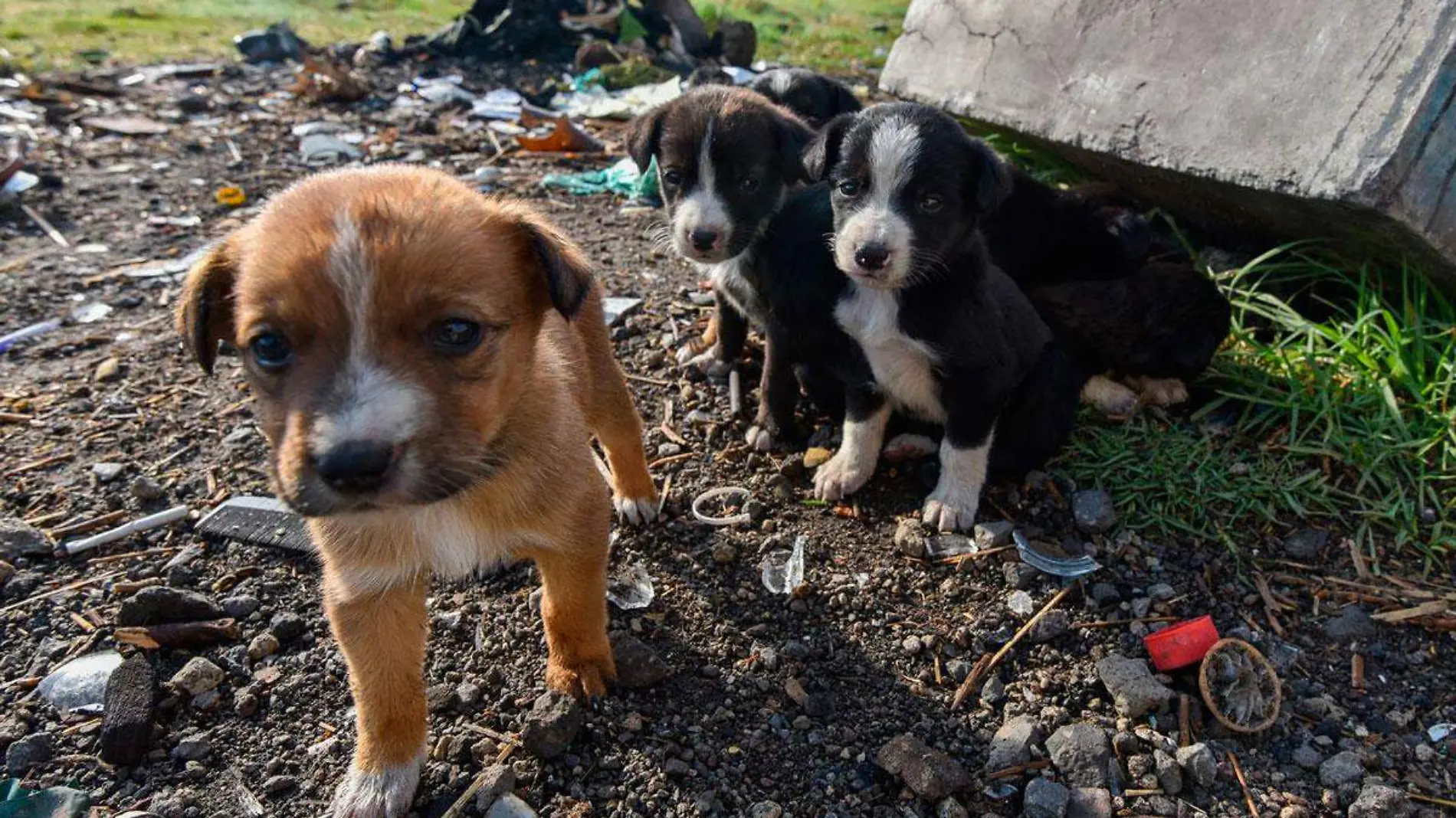 Perritos-son-presuntamente-envenados-en-Nogales-Veracruz