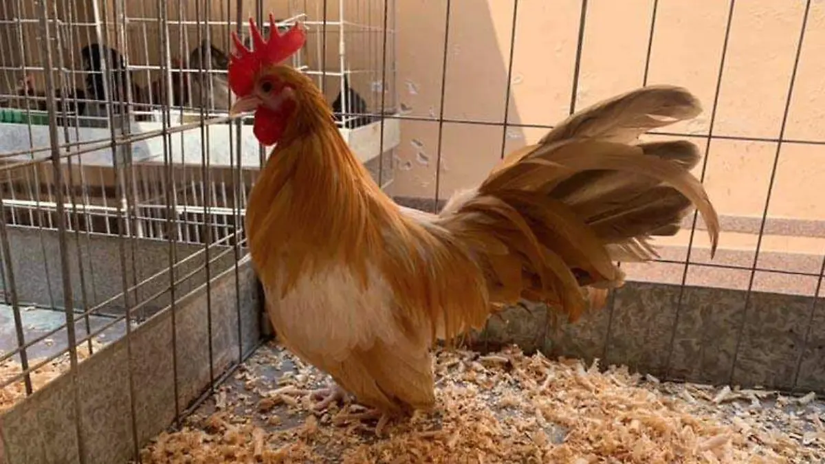 gallos