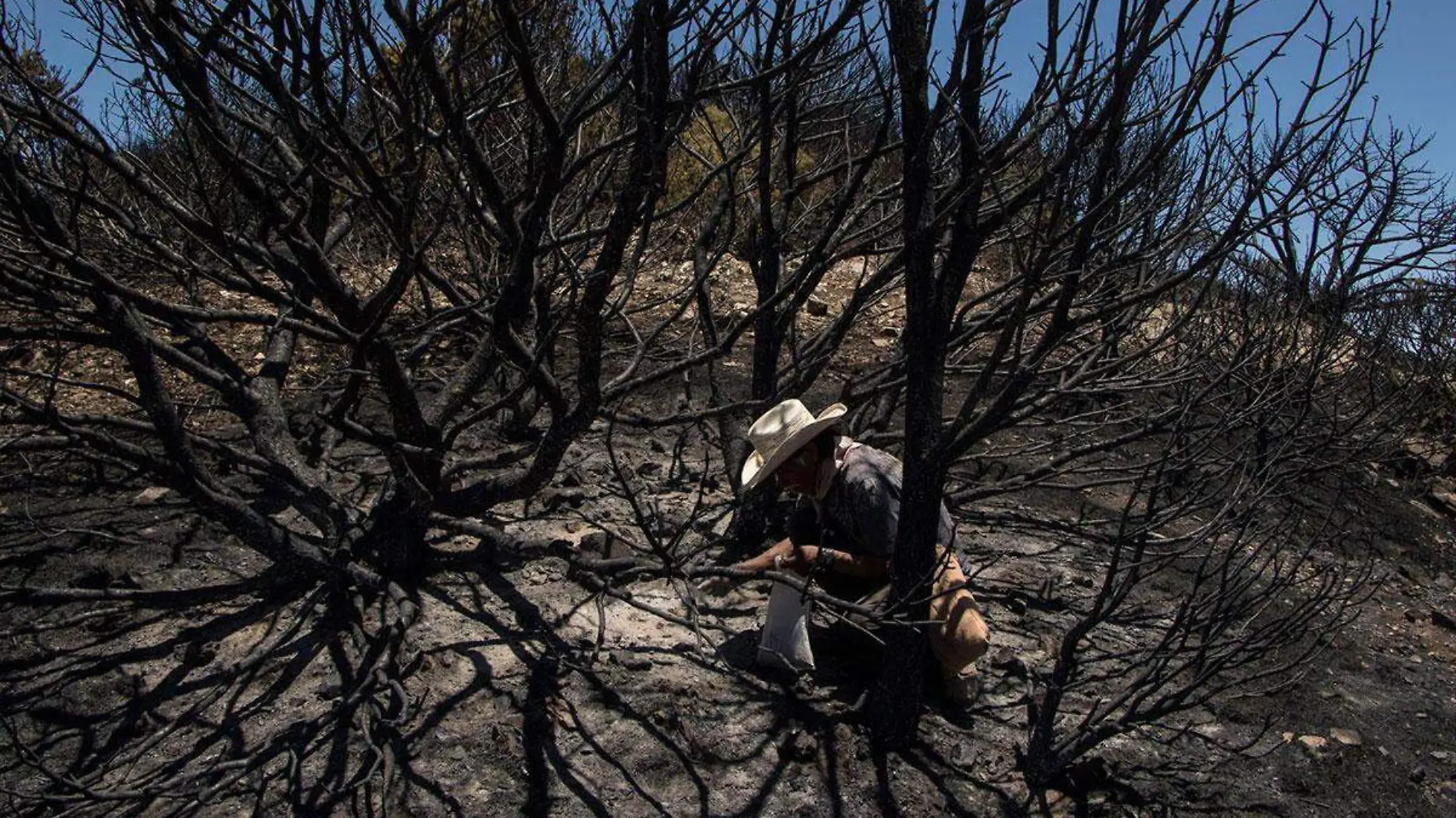 875496_Destrucción-incendio-forestal-Mazapil-13_web-(1)