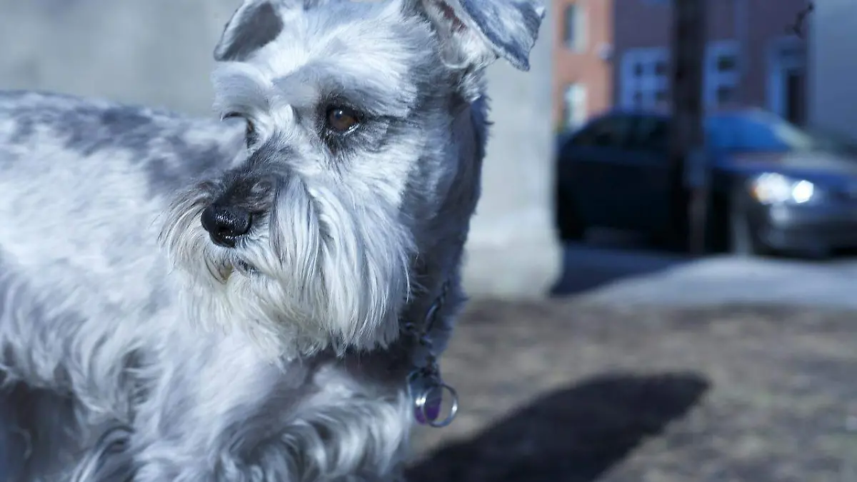 schnauzer-600931_1280