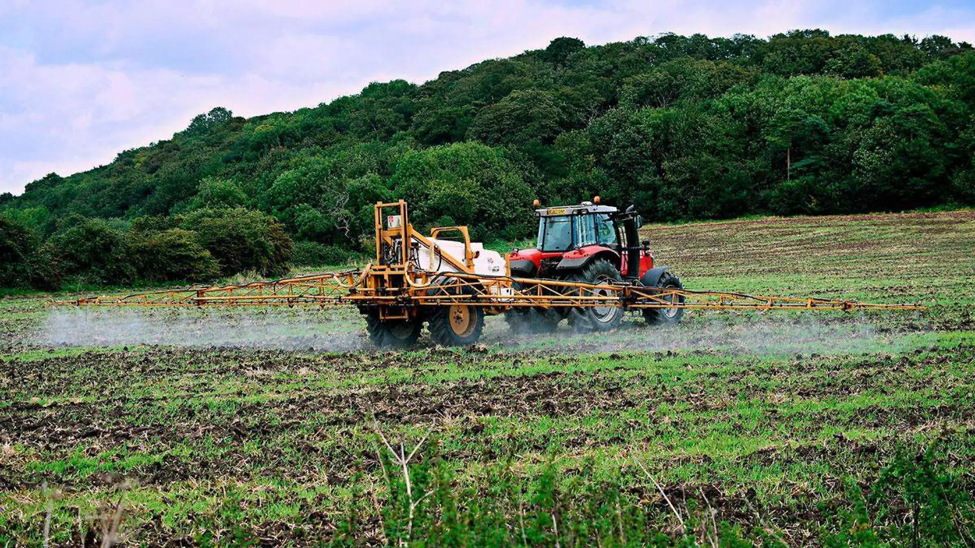 Cafetaleros-de-Orizaba-pediran-subsidio-para-comprar-fertilizantes