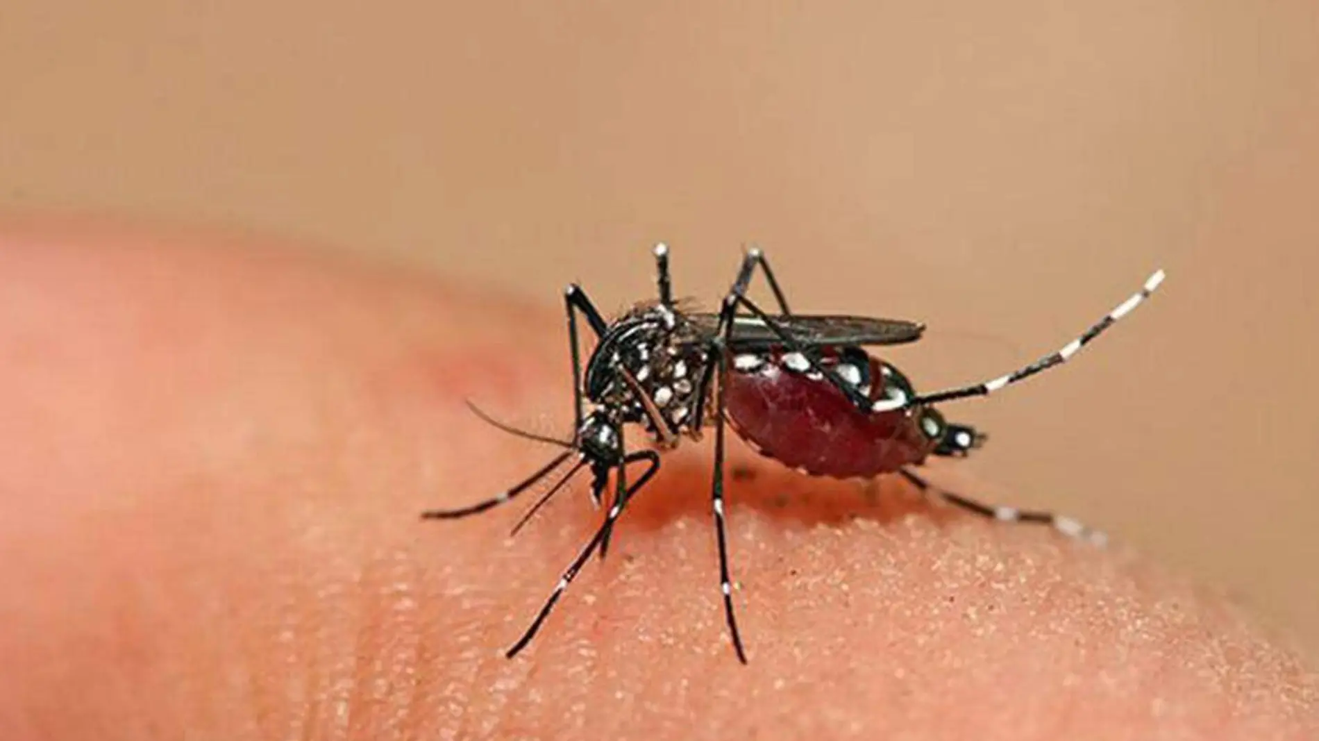 dengue