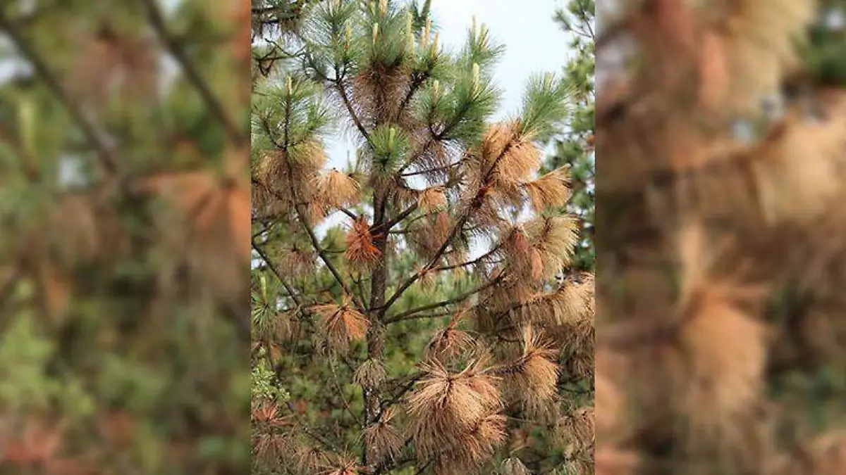 Plaga en pinos