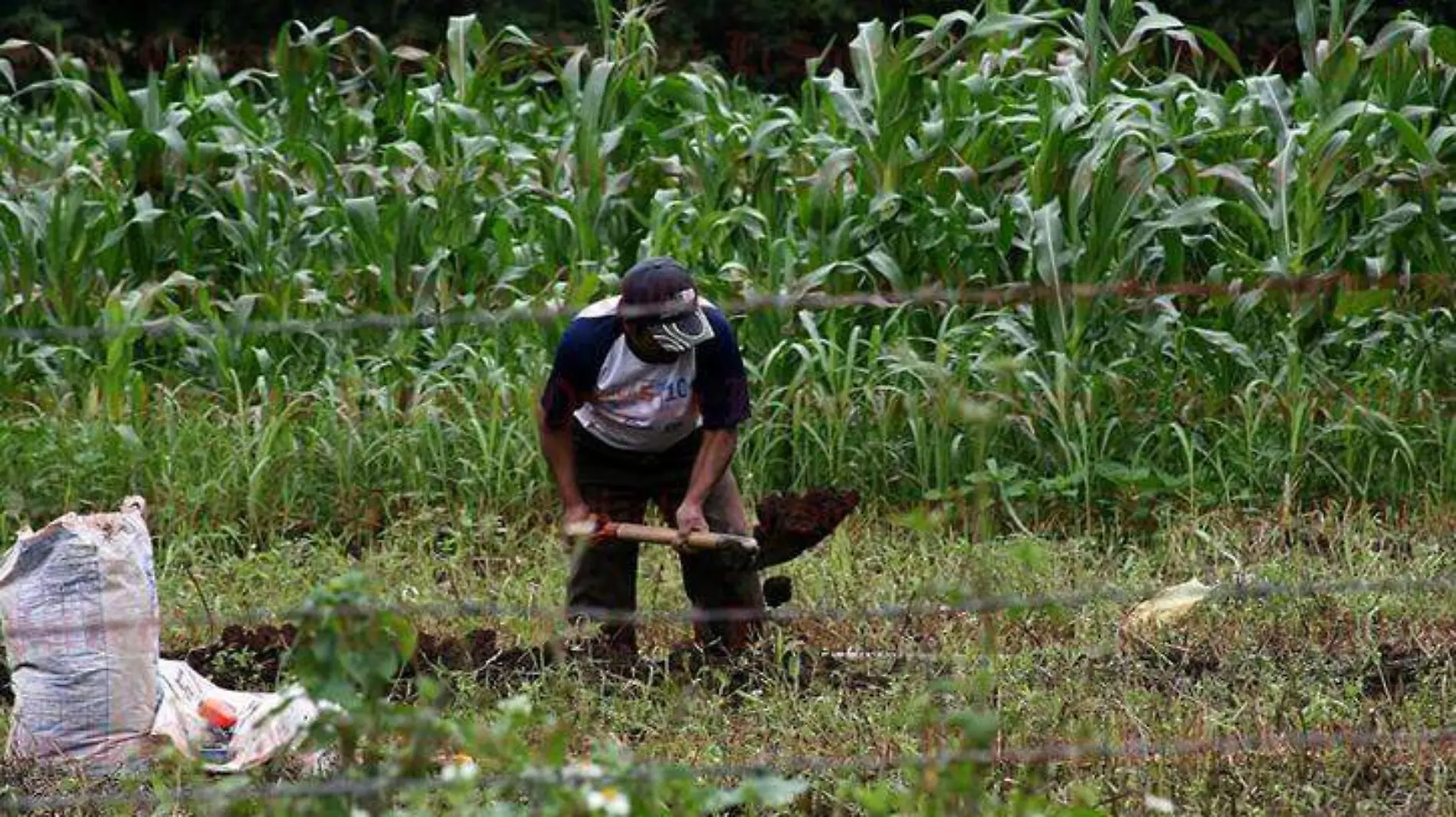 campesino