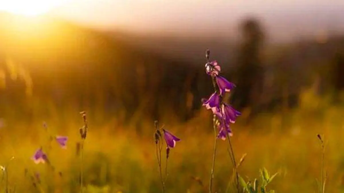flowers-6574079__340