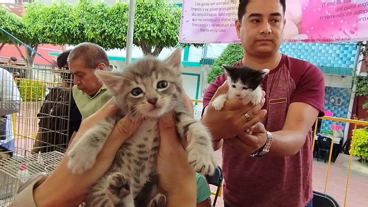 Pasarela y exhibición de adiestramiento 2023-07-29