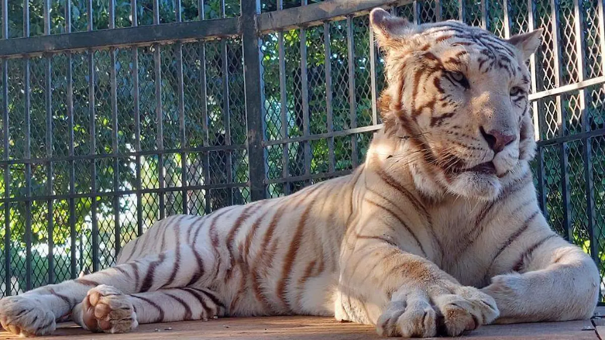 Tigre blanco