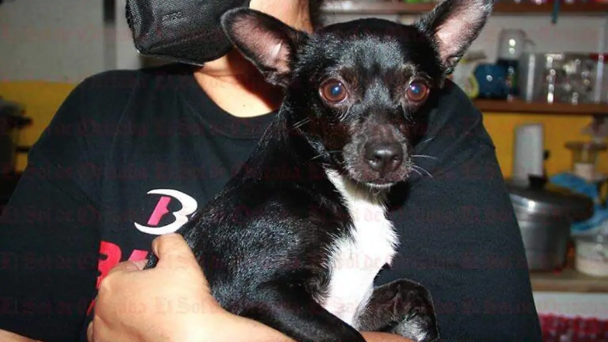 perritos3