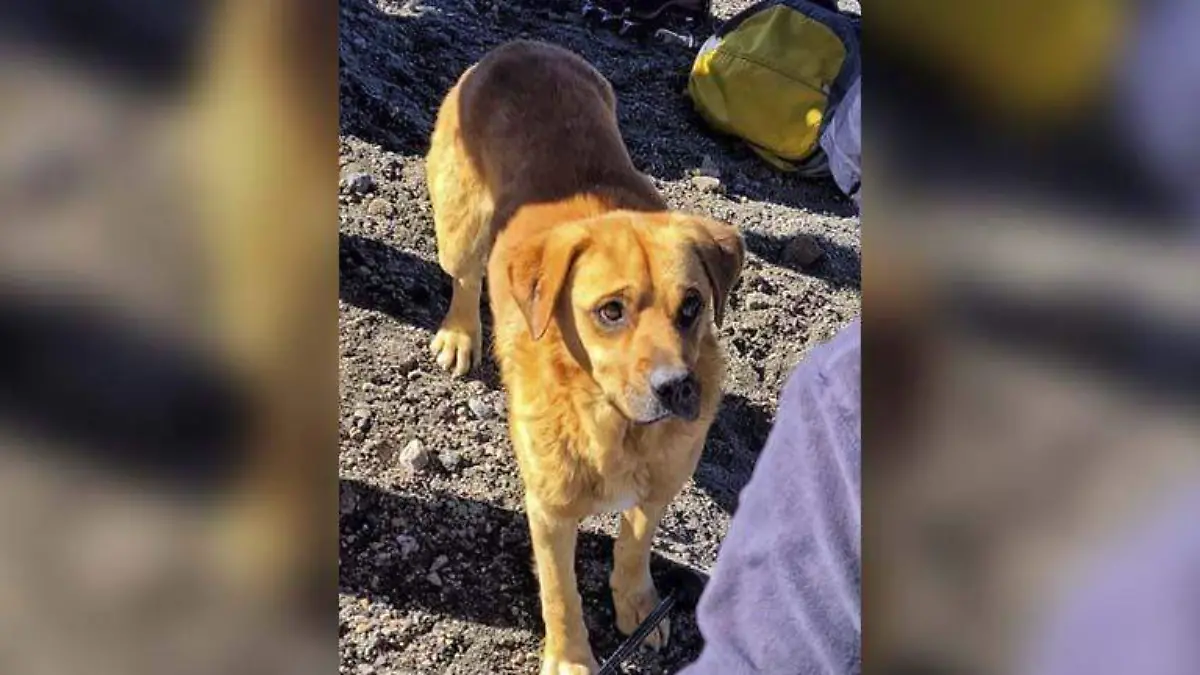 Perrito abandonado3