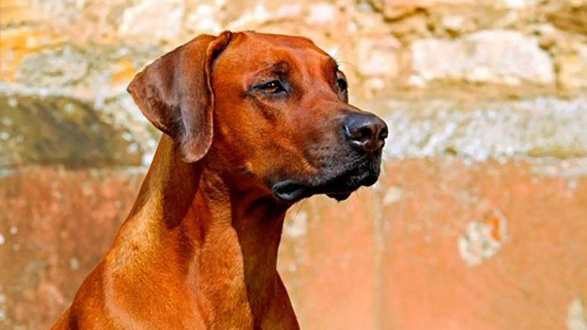 rhodesian-ridgeback-2727035__340