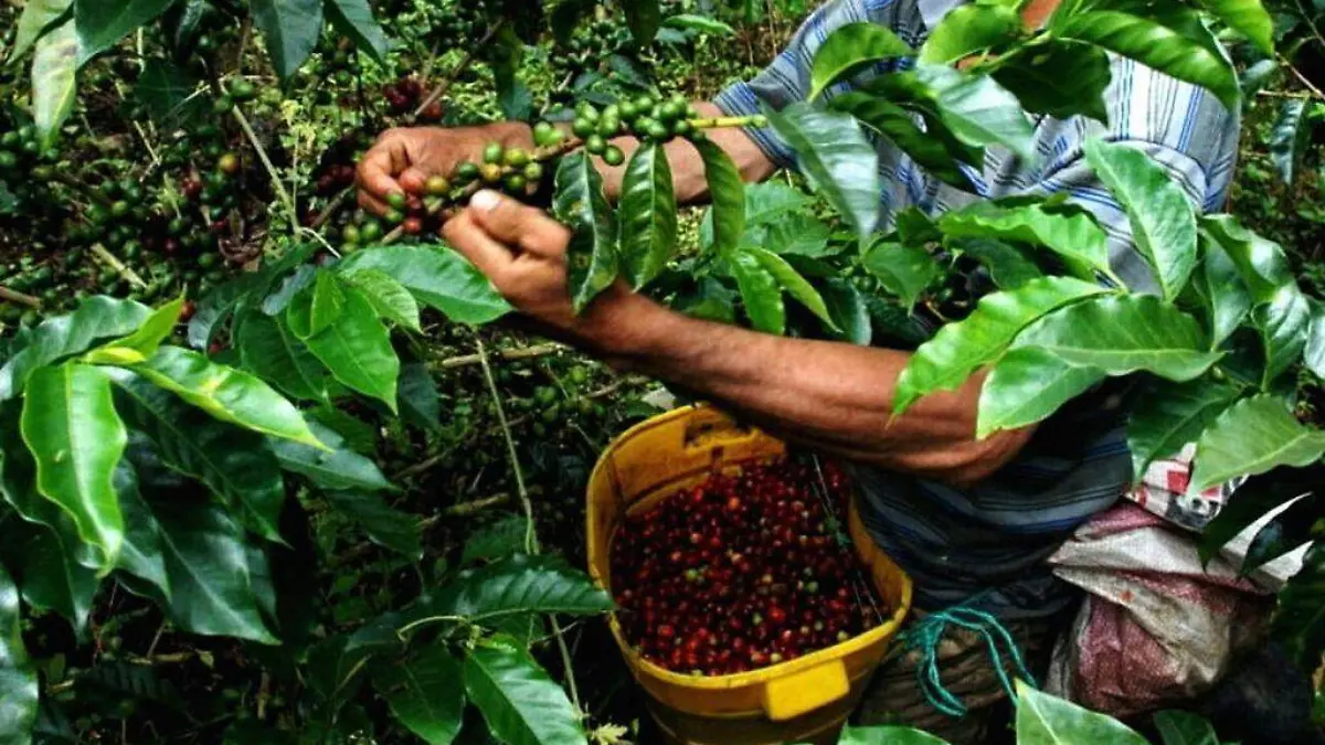 ¡De calidad! Zongolica tiene todo para hacer un buen café: empresario