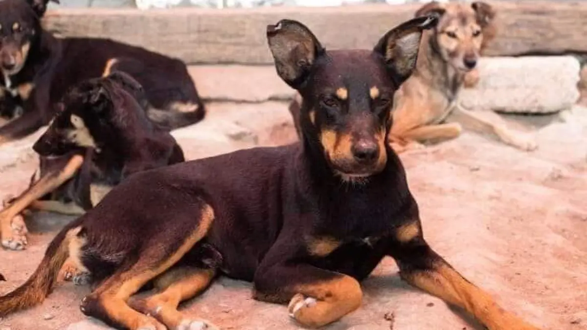 perritos
