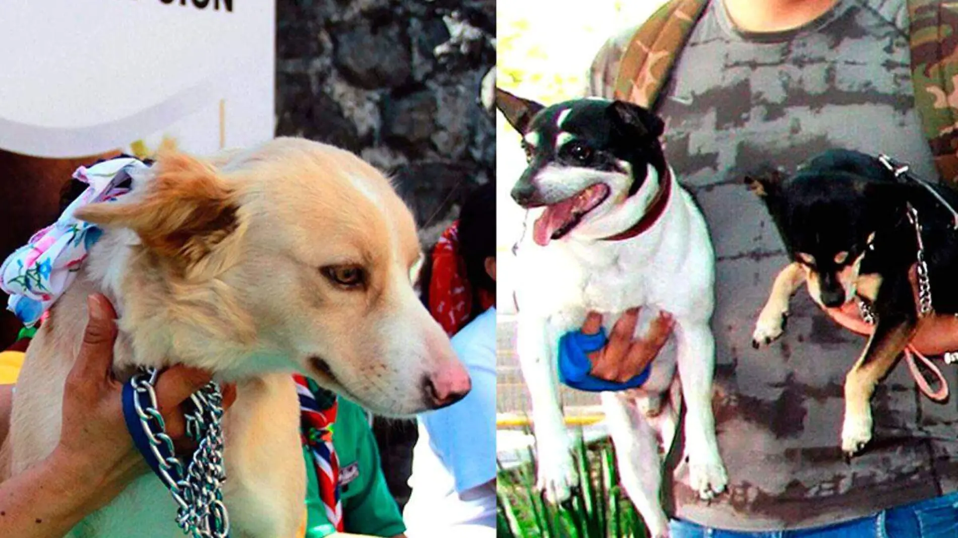 Exigen-una-feria-de-adopcion-de-mascotas-para-la-zona-de-Orizaba