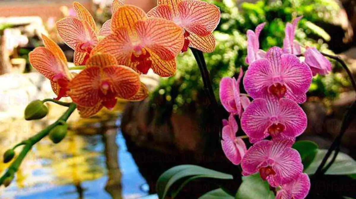 orquidea-2