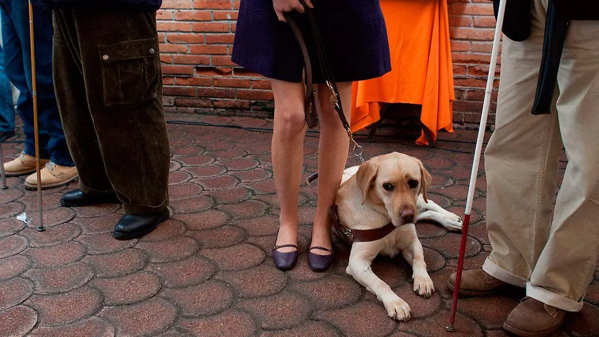 Perro Guía debe de existir señaletica especial para las personas ciegas o con debilidad visual, situación que no se está cumpliendo al 100 por ciento en los negocios, locales y edificios municipales de Orizaba