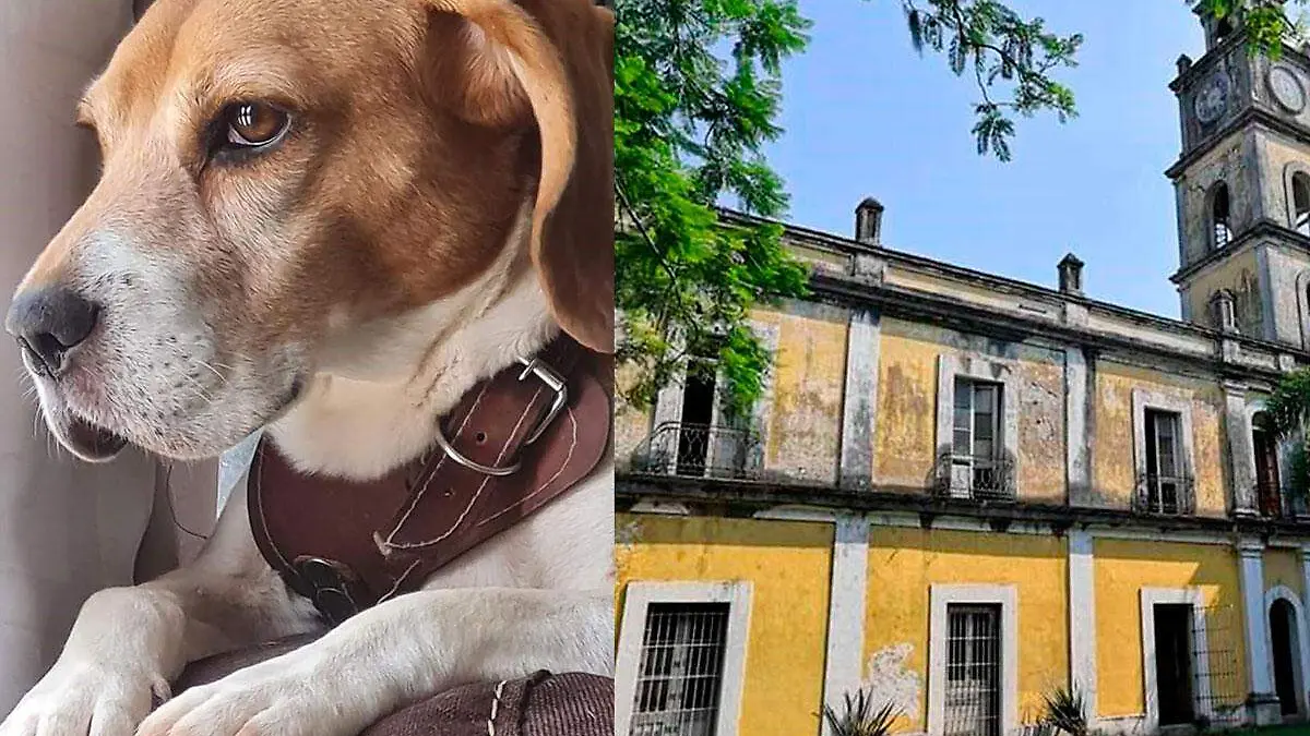 Desparece-perro-bobby-en-Rio-blanco