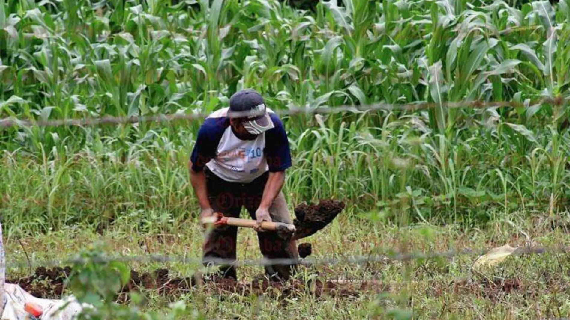 Productos del campo, el maiz