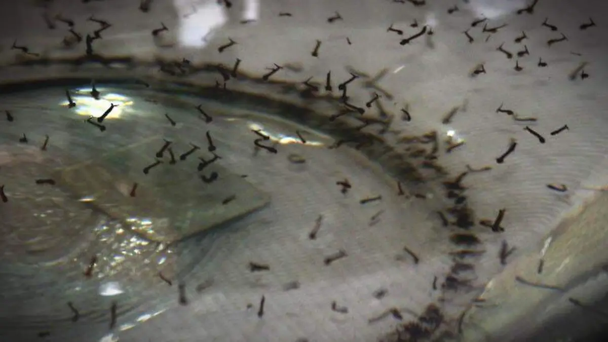 Larvas de mosquito Dengue