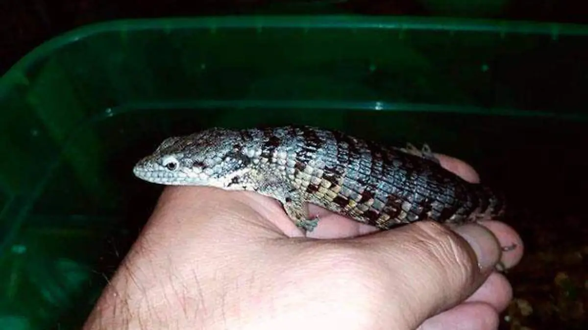 Lagarto-TECNM