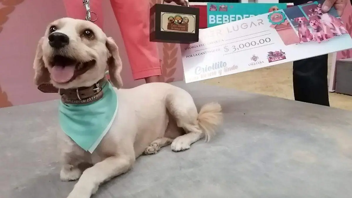 Chiquita-gana-la-Expo-canina-Orizaba-2022