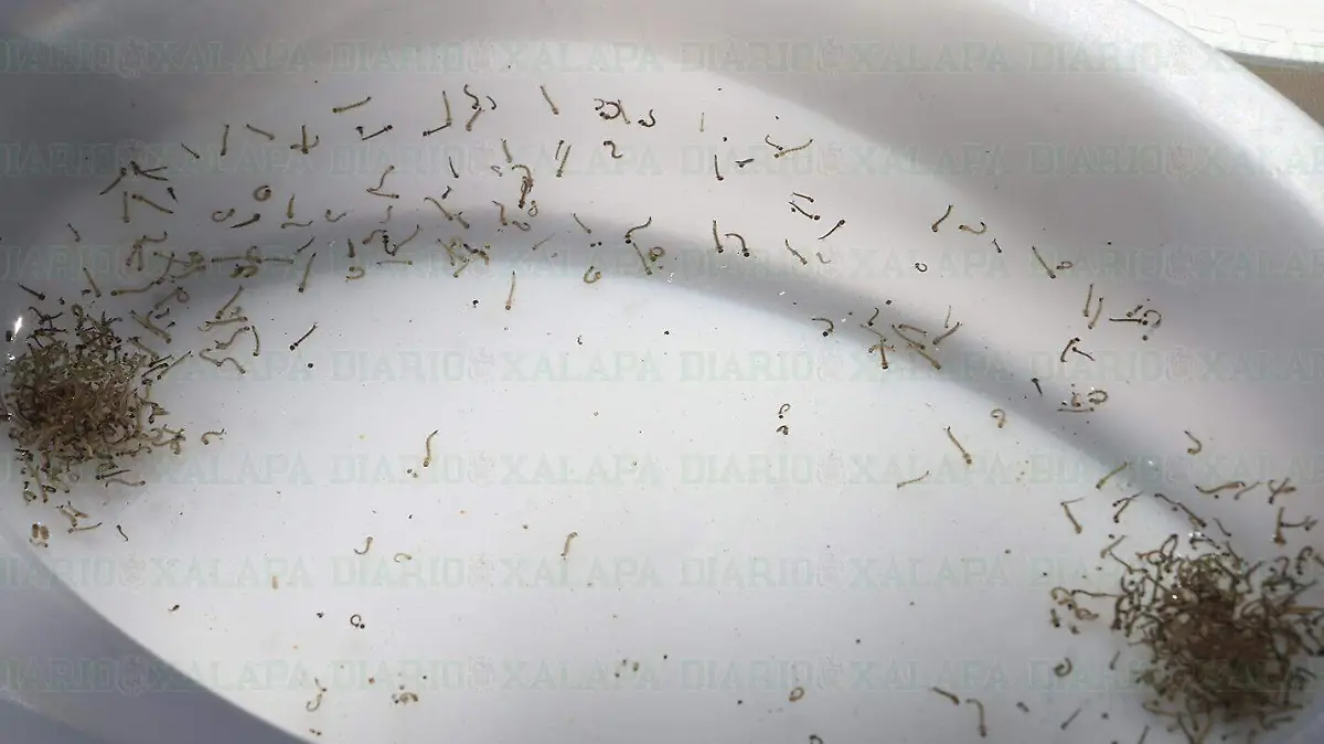 larvas