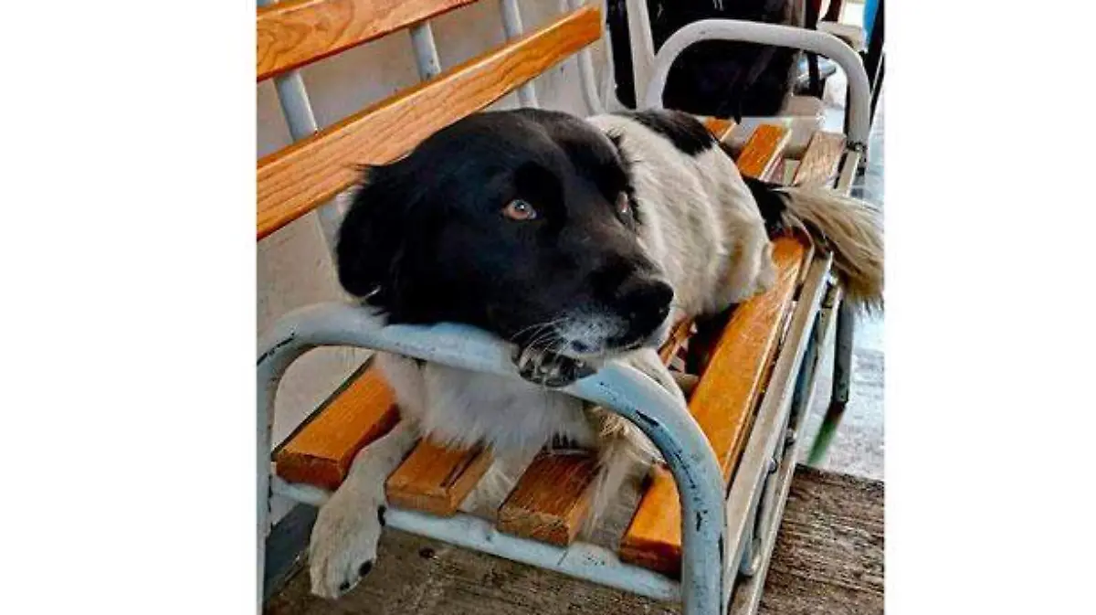 “Manchas” el perro guardián del Palacio de Nogales 3