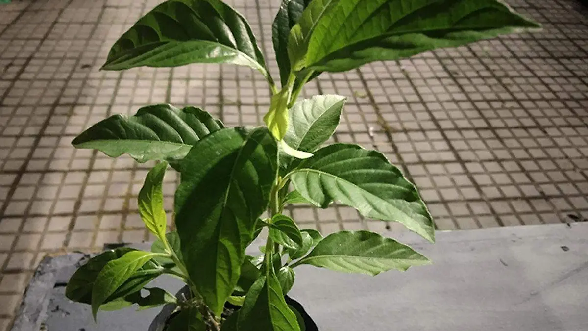 El objetivo es fomentar la distribución de estas especies que además de decorar nuestro hogar nos brindan oxígeno