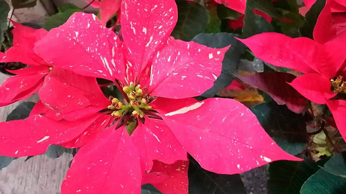 3-Venta-de-nochebuenas-en-Orizaba