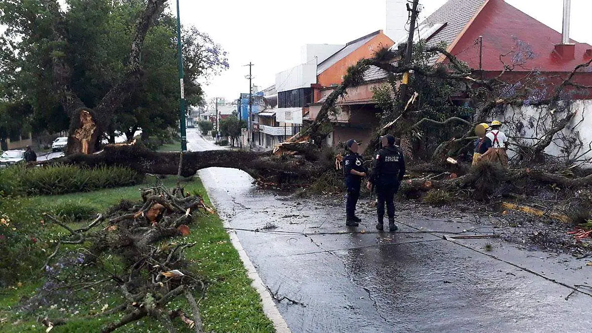 Cáida-Árbol-Alberto-Roa-CO