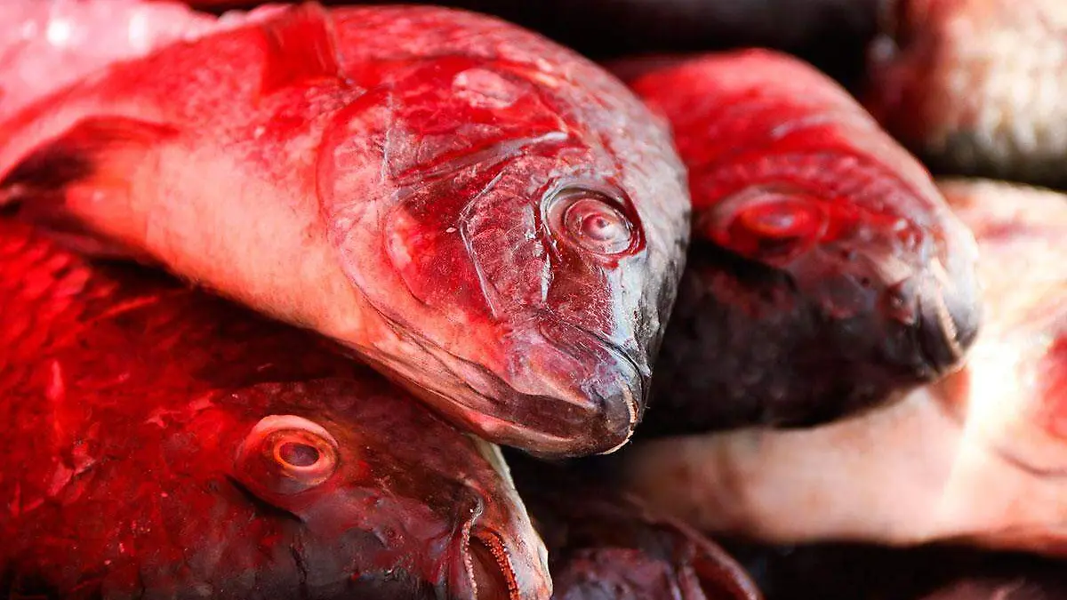 Tanto pescados como mariscos son productos alimenticios que se descomponen con mucha facilidad, más en temporada de calor