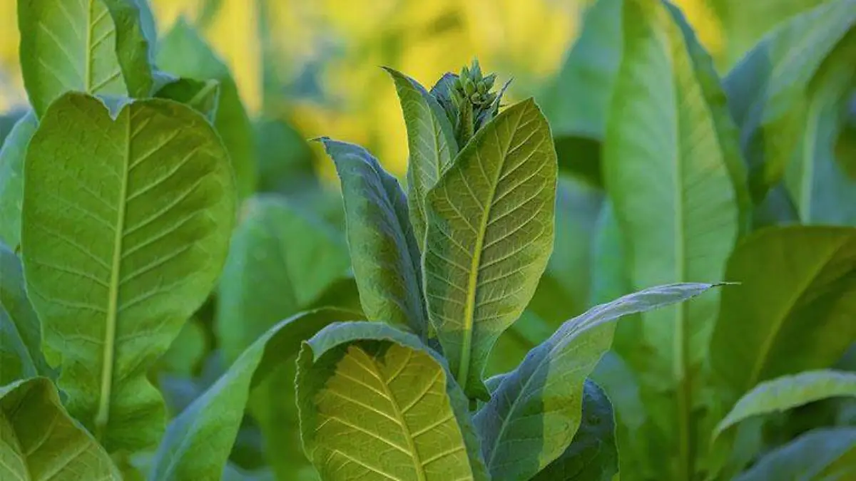 Hojas de tabaco