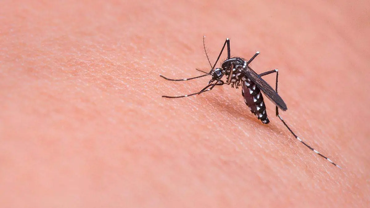 2-Mosquito-transmisor-del-dengue-en-Veracruz