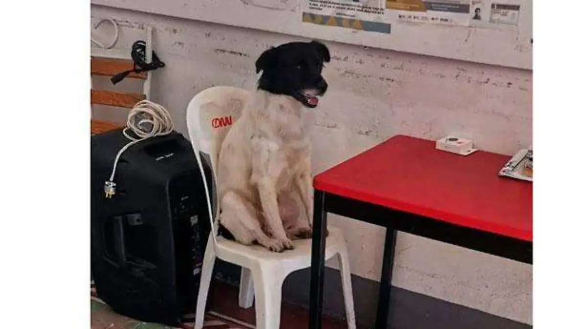 “Manchas” el perro guardián del Palacio de Nogales 4
