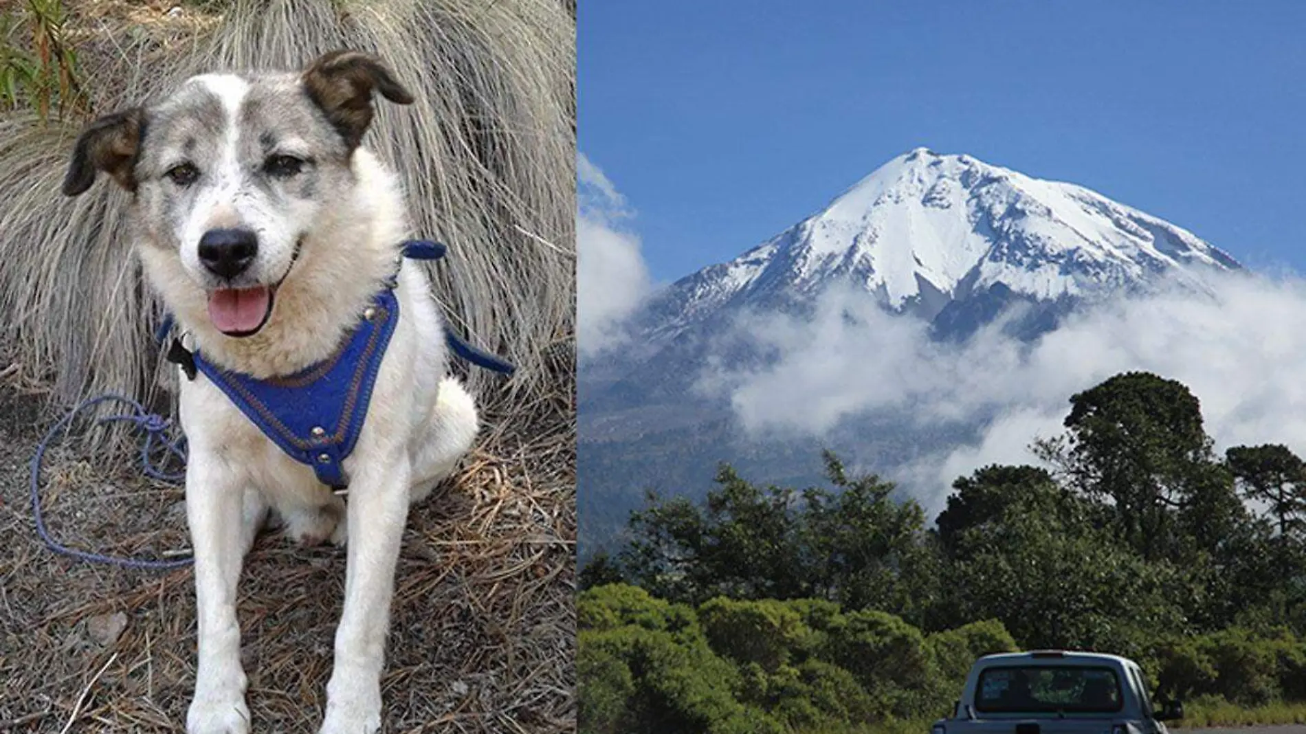 Citla-el-perro-del-volcal-Pico-de-Orizaba