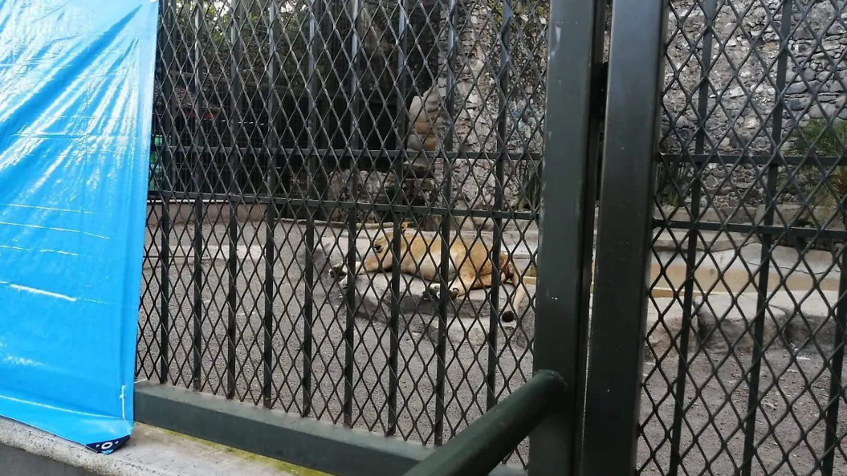 Leones de la Reserva del río Orizaba