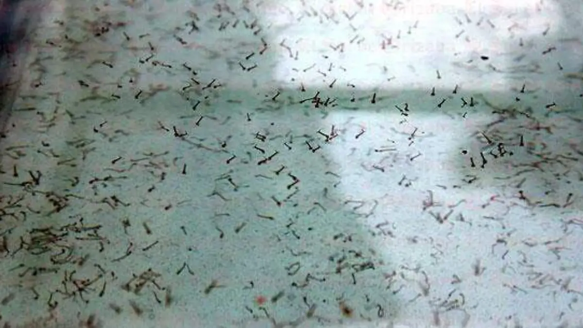 dengue2