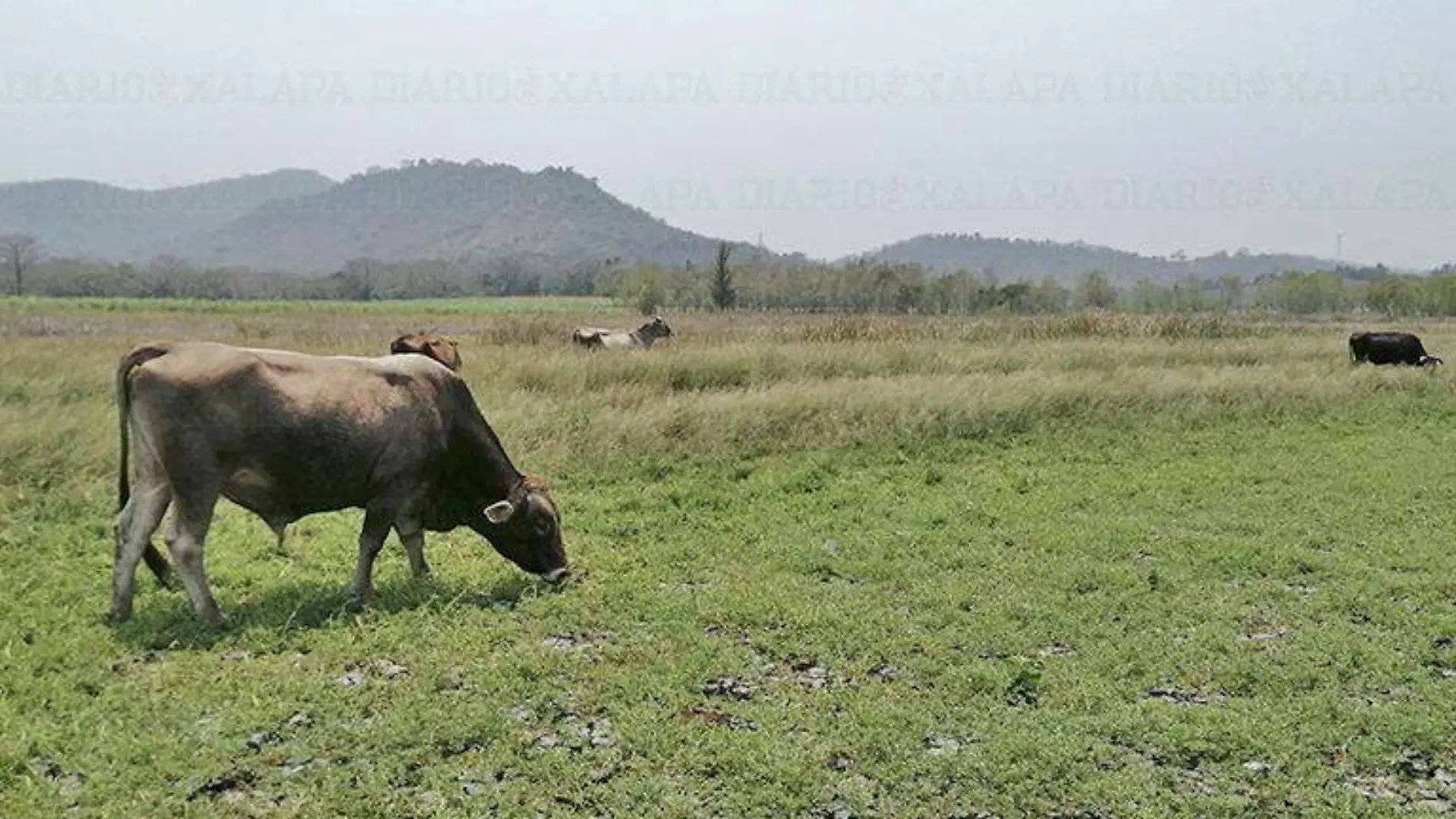 Ganado