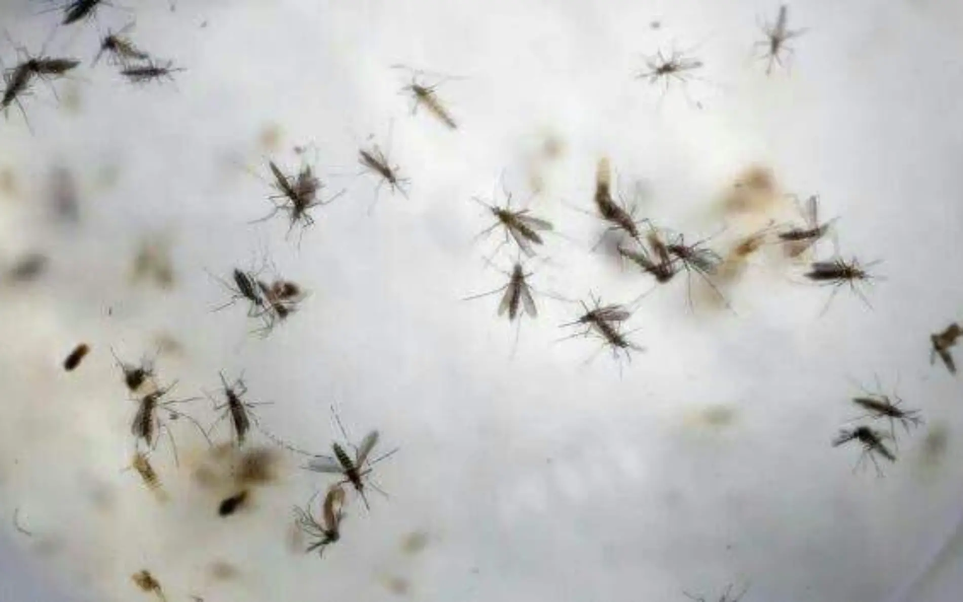 Dengue, Zika y Chikungunya, aleja el mosquito con estas recomendaciones